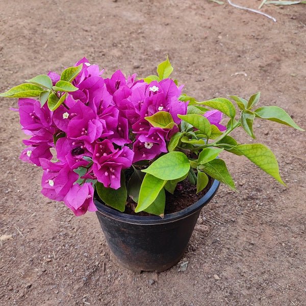 Bougainvillea (Pink) Plant in 8 inch (20 cm) Pot - Nurserylive Pune