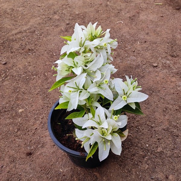 Bougainvillea (White) - Plant - Nurserylive Pune