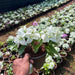 Bougainvillea (White) - Plant - Nurserylive Pune