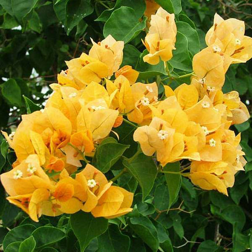 Bougainvillea (Yellow) - Plant - Nurserylive Pune
