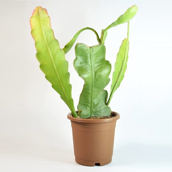Brahma Kamal, Epiphyllum oxypetalum Plant in 6 inch (15 cm) Pot - Nurserylive Pune