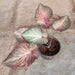 Caladium 'Ma Had Thai'- Plant - Nurserylive Pune