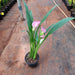 Calla Lily ( Pink ) Plant - Nurserylive Pune