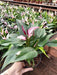 Calla Lily (Purple) Plant in 6 inch (15 cm) Pot - Nurserylive Pune