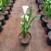 Calla Lily (White) Plant in 6 inch (15 cm) Pot - Nurserylive Pune