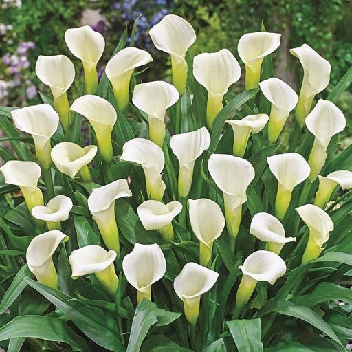 Calla Lily (White) Plant in 6 inch (15 cm) Pot - Nurserylive Pune