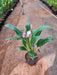 Calla Lily ( White-purple ) Plant - Nurserylive Pune