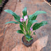 Calla Lily ( White-purple ) Plant - Nurserylive Pune