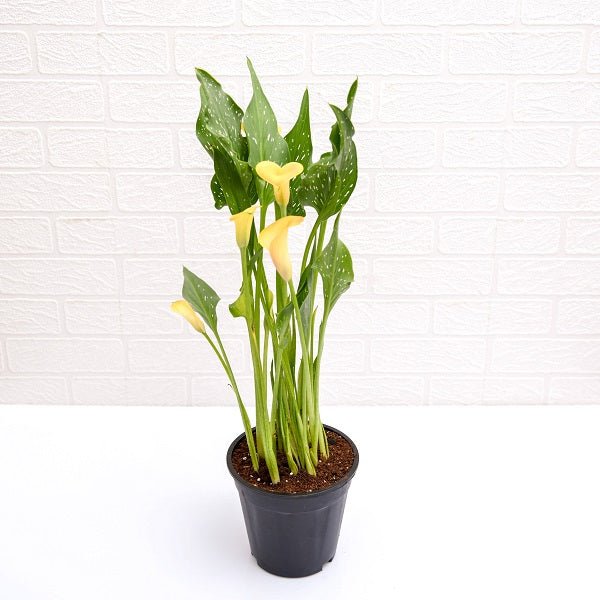 Calla Lily (Yellow) Plant in 6 inch (15 cm) Pot - Nurserylive Pune
