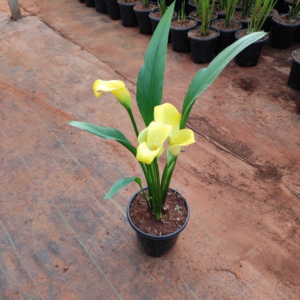 Calla Lily (Yellow) Plant in 6 inch (15 cm) Pot - Nurserylive Pune