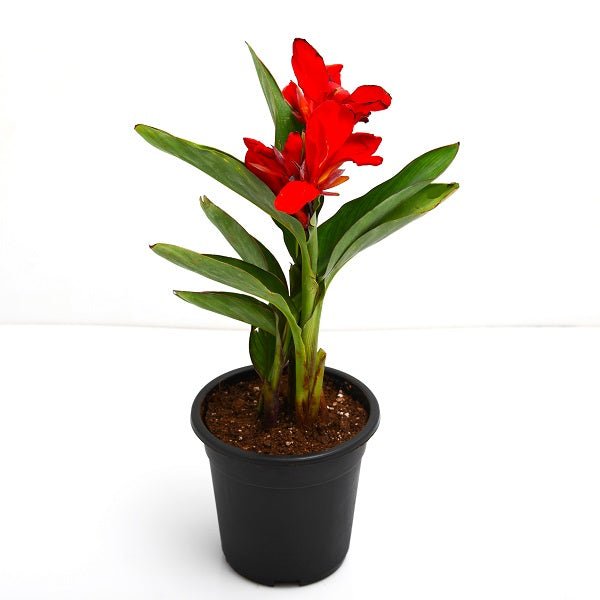 Canna (Red Flower with Green Leaves) - Plant - Nurserylive Pune
