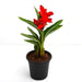 Canna (Red Flower with Green Leaves) - Plant - Nurserylive Pune