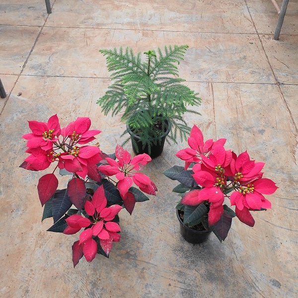 Cheerful Christmas Plants Pack - Nurserylive Pune