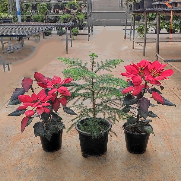 Cheerful Christmas Plants Pack - Nurserylive Pune