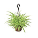 Chlorophytum, Spider (Hanging Basket) - Plant - Nurserylive Pune