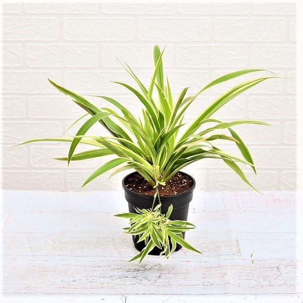  American Plant Exchange Live Spider Plant, Spider Ivy Plant,  Ribbon Plant, Plant Pot for Home and Garden Decor, 6 Pot : Patio, Lawn &  Garden