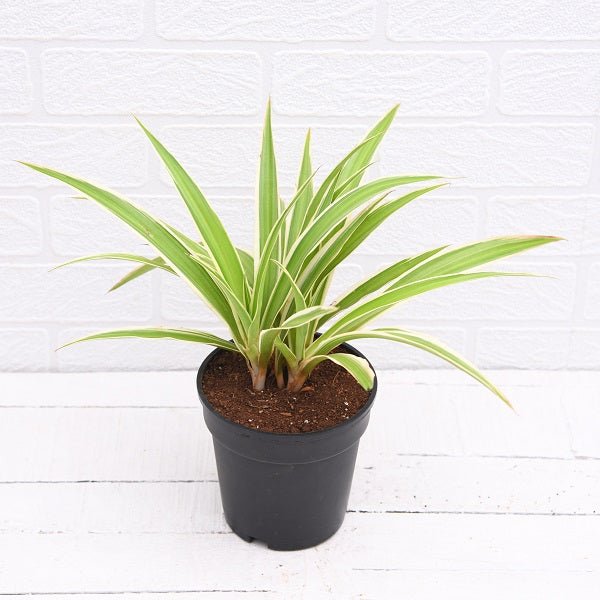 Chlorophytum, Spider Plant - Plant - Nurserylive Pune