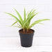 Chlorophytum, Spider Plant - Plant - Nurserylive Pune