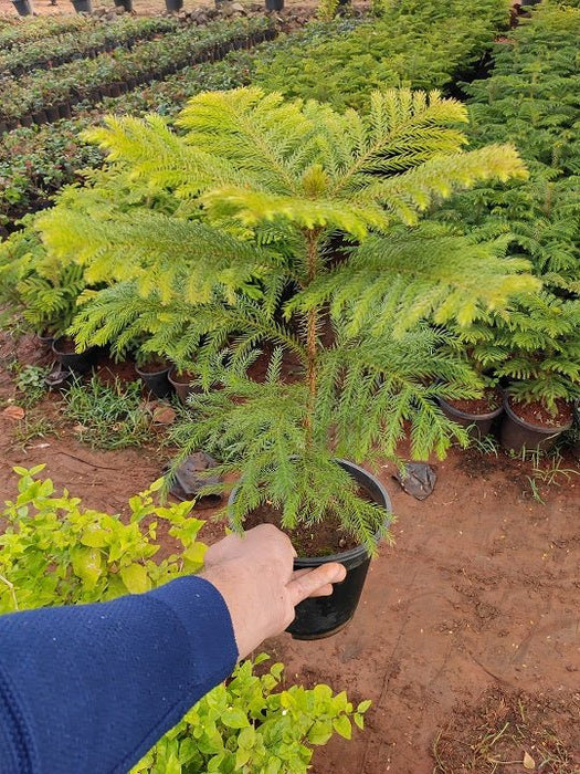 Christmas Tree - Plant - Nurserylive Pune