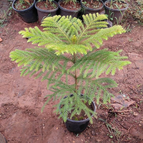 Christmas Tree - Plant - Nurserylive Pune