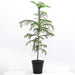 Christmas Tree Plant in 8 inch (20 cm) Pot - Nurserylive Pune
