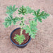 Citronella, Odomas - Plant - Nurserylive Pune