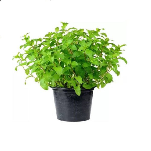 Common Mint, Pudina - Plant - Nurserylive Pune