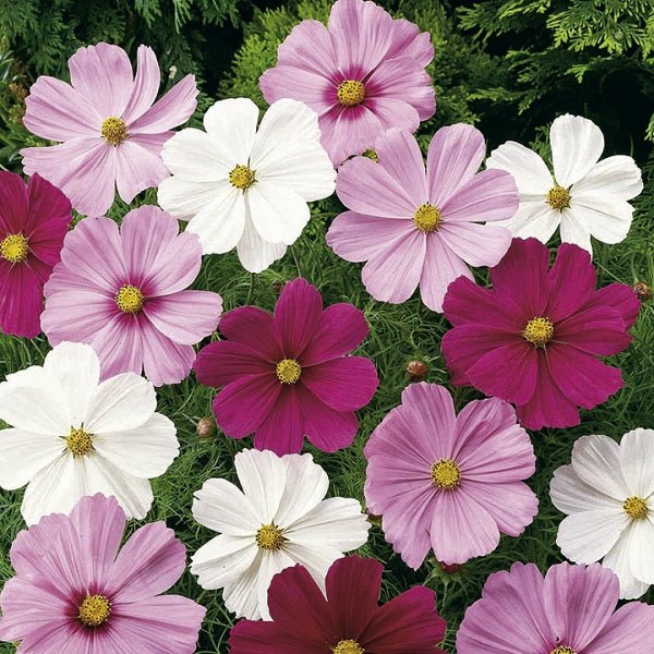 Cosmos (Any Color) - Plant - Nurserylive Pune