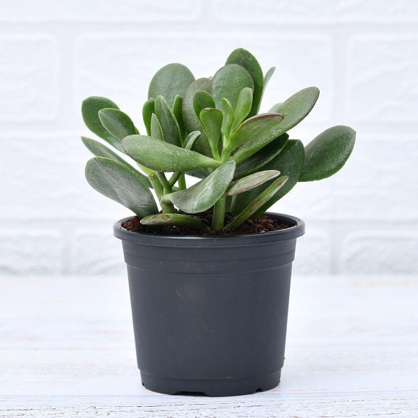 Buy Crassula ovata, Jade Plant (Big leaf) Succulent Plant in 4 inch (10 ...