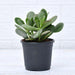 Crassula ovata, Jade Plant (Big leaf) Succulent Plant in 4 inch (10 cm) Pot - Nurserylive Pune