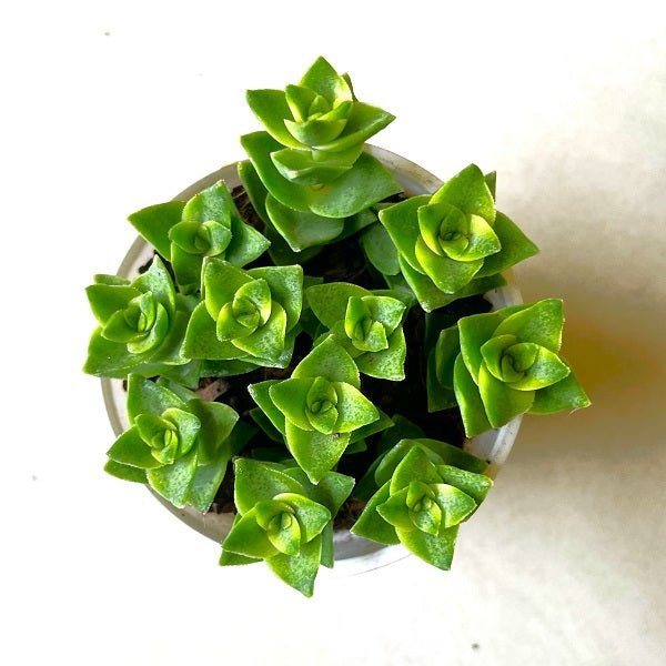 Crassula perforata Succulent Plant in 3 inch (8 cm) Pot - Nurserylive Pune