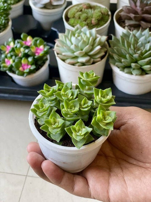 Crassula perforata Succulent Plant in 3 inch (8 cm) Pot - Nurserylive Pune
