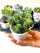 Cremnosedum Little Gem Succulent Plant in 3 inch (8 cm) Pot - Nurserylive Pune