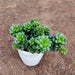 Cremnosedum Little Gem Succulent Plant in 3 inch (8 cm) Pot - Nurserylive Pune