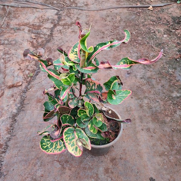Croton Apple - Plant - Nurserylive Pune