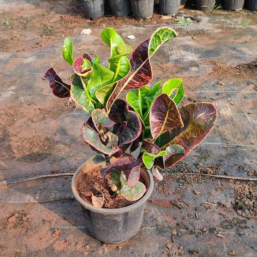 Croton Apple - Plant - Nurserylive Pune