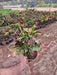 Croton Apple - Plant in 8 inch (30 cm) Pot - Nurserylive Pune