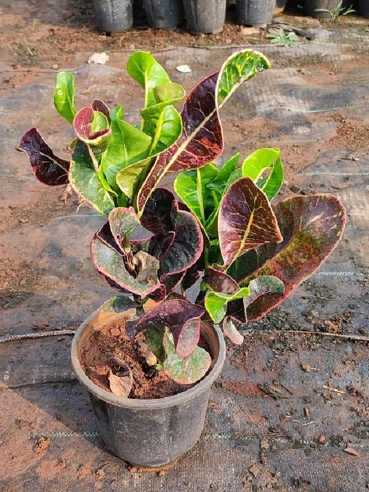 Croton Apple - Plant in 8 inch (30 cm) Pot - Nurserylive Pune