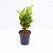 Croton Plant, Codiaeum variegatum (Gold Dust, Small Leaves) - Plant - Nurserylive Pune