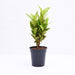 Croton Plant, Codiaeum variegatum (Gold Dust, Small Leaves) - Plant - Nurserylive Pune