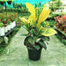 Croton Plant, Codiaeum variegatum (Petra) - Plant - Nurserylive Pune