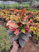 Croton Plant, Codiaeum variegatum (Petra) Plant in 8 inch (20 cm) Pot - Nurserylive Pune
