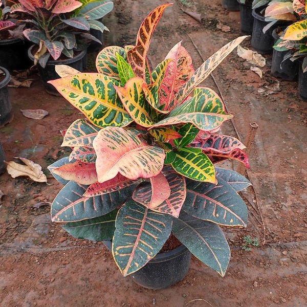 Croton Plant, Codiaeum variegatum (Petra) Plant in 8 inch (20 cm) Pot - Nurserylive Pune