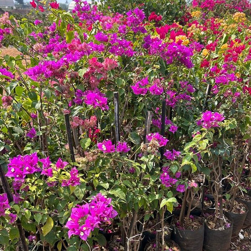 Culacutta Bougainvillea Pink - Plant - Nurserylive Pune