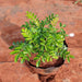 Curry Leaves, Kadi Patta, Murraya koenigii, Meetha Neem - Plant - Nurserylive Pune