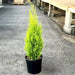Cypress (Golden) Plant in 16 inch (40 cm) Pot - Nurserylive Pune