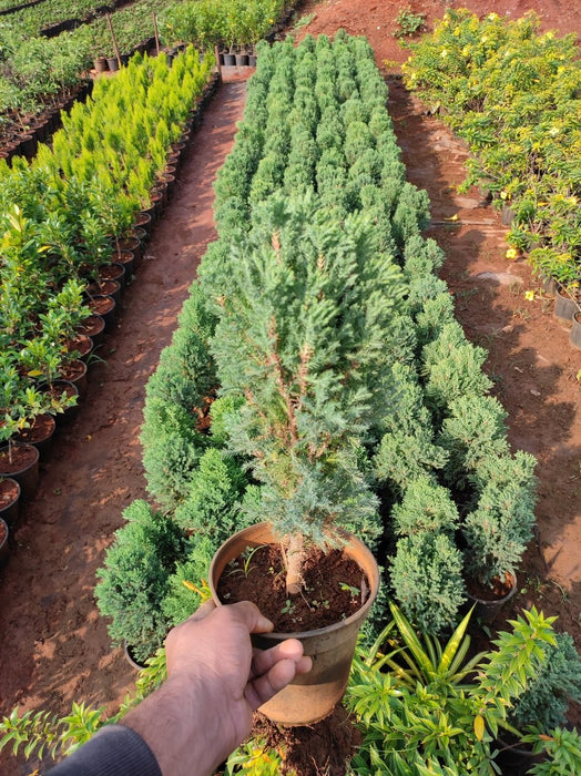 Cypress (Green) - Plant - Nurserylive Pune