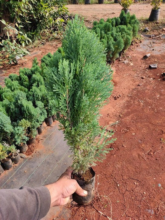 Cypress (Green) - Plant - Nurserylive Pune