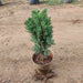Cypress (Green) Plant in 8 inch (20 cm) Pot - Nurserylive Pune