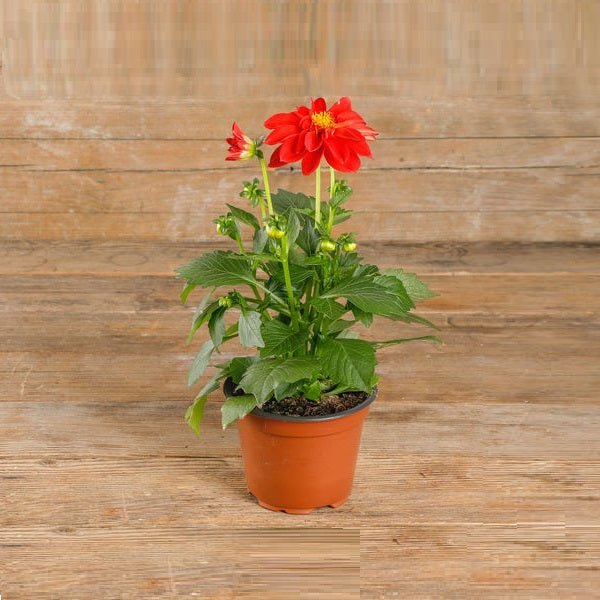 Dahlia (Red) - Plant - Nurserylive Pune